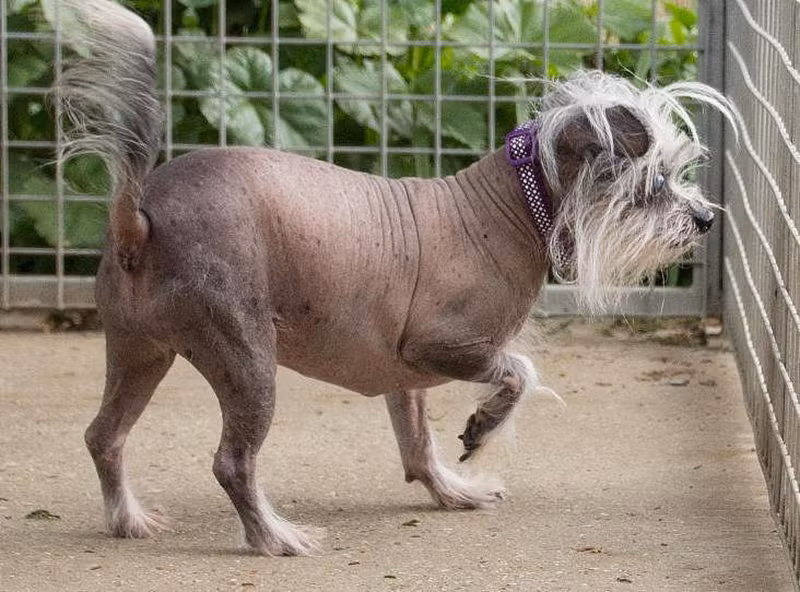 Xót xa chú chó quá xấu xí, không người nhận nuôi - Hình 3 Xot xa chu cho qua xau xi, khong nguoi nhan nuoi-Hinh-3