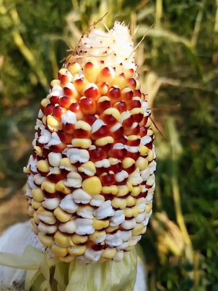 Kinh hai nang nong den muc ngo no thanh bong tren cay