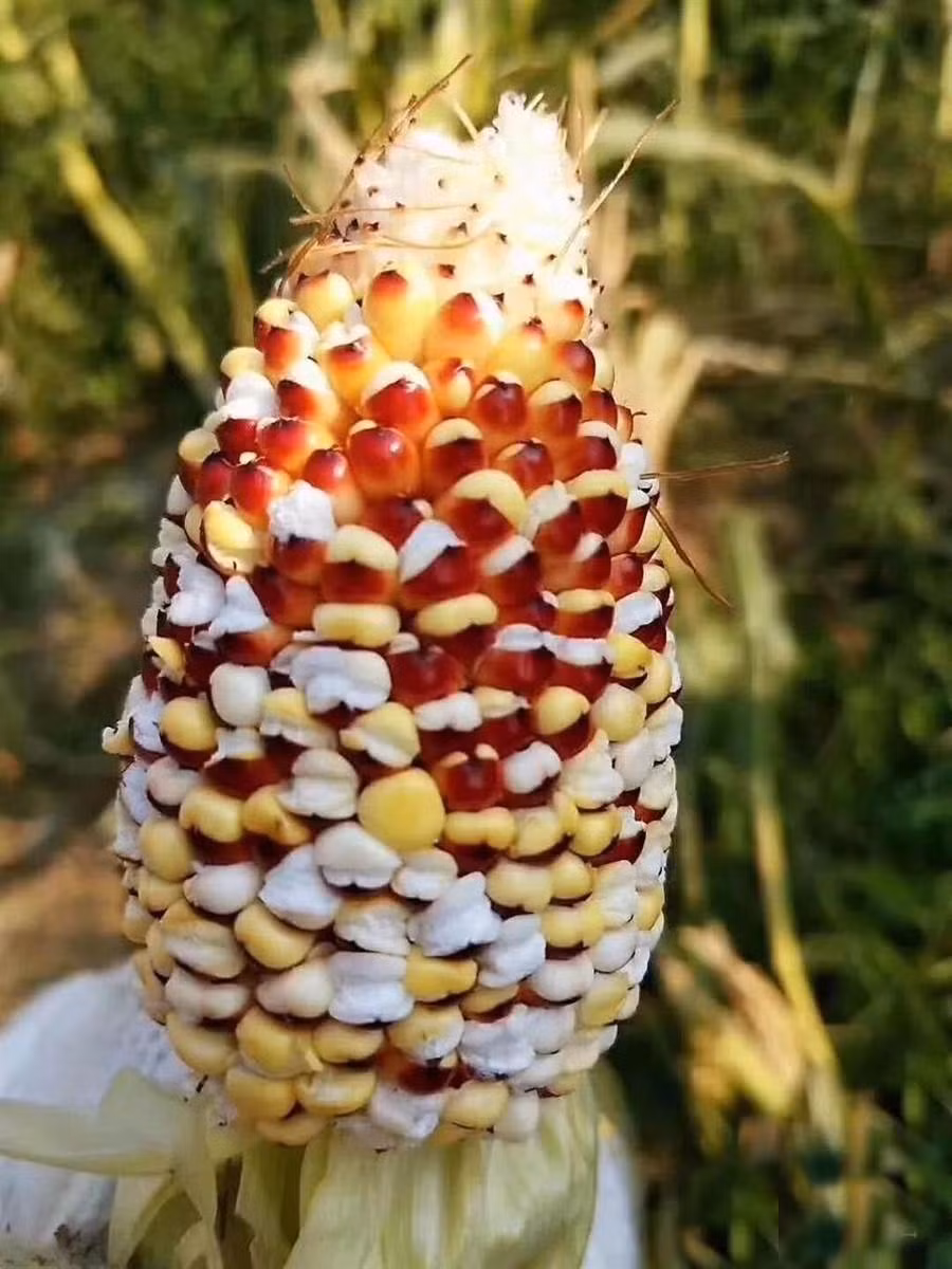Kinh hai nang nong den muc ngo no thanh bong tren cay