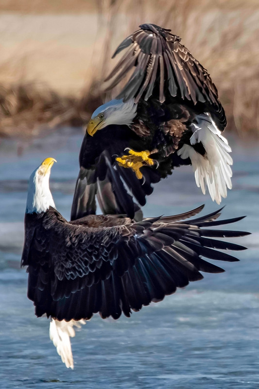 Dai chien hao hung cua ba con dai bang hoi-Hinh-2