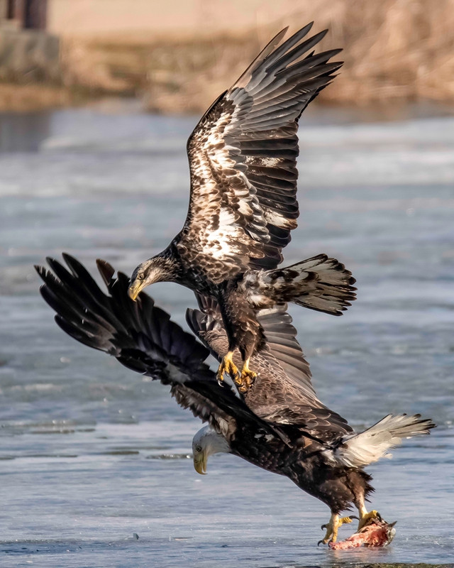 Dai chien hao hung cua ba con dai bang hoi-Hinh-4