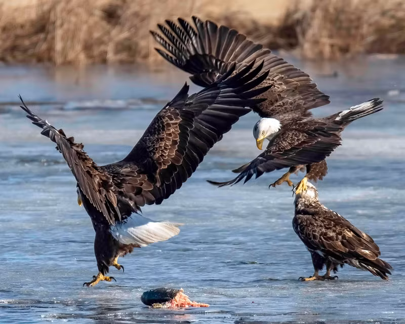 Dai chien hao hung cua ba con dai bang hoi