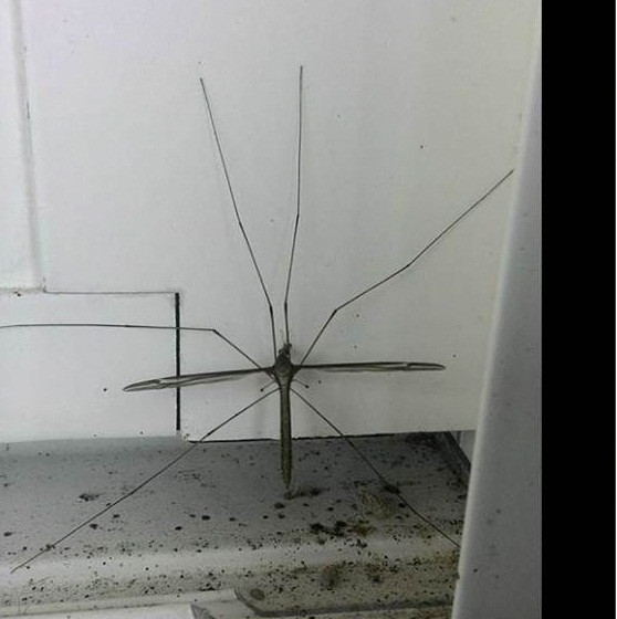 Choang vang muoi khong lo to gap tram lan muoi thuong, thich an chay