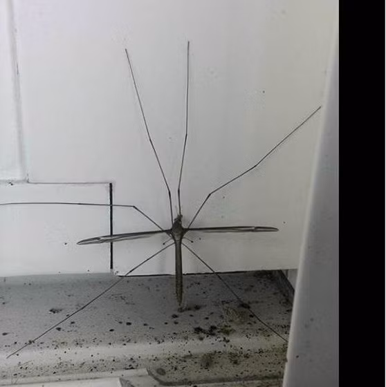 Choang vang muoi khong lo to gap tram lan muoi thuong, thich an chay