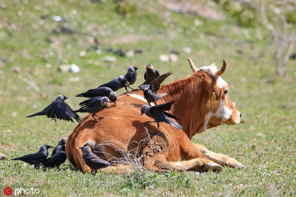 Bo sua chan doi, mac dan qua lam vuong lam tuong-Hinh-4