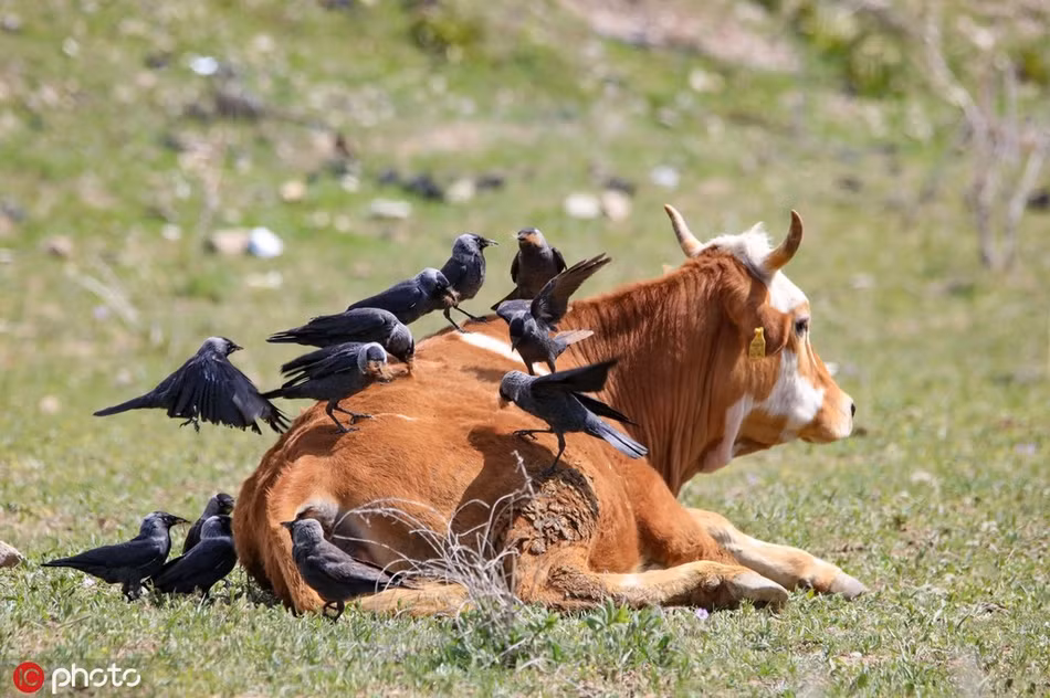 Bo sua chan doi, mac dan qua lam vuong lam tuong-Hinh-4