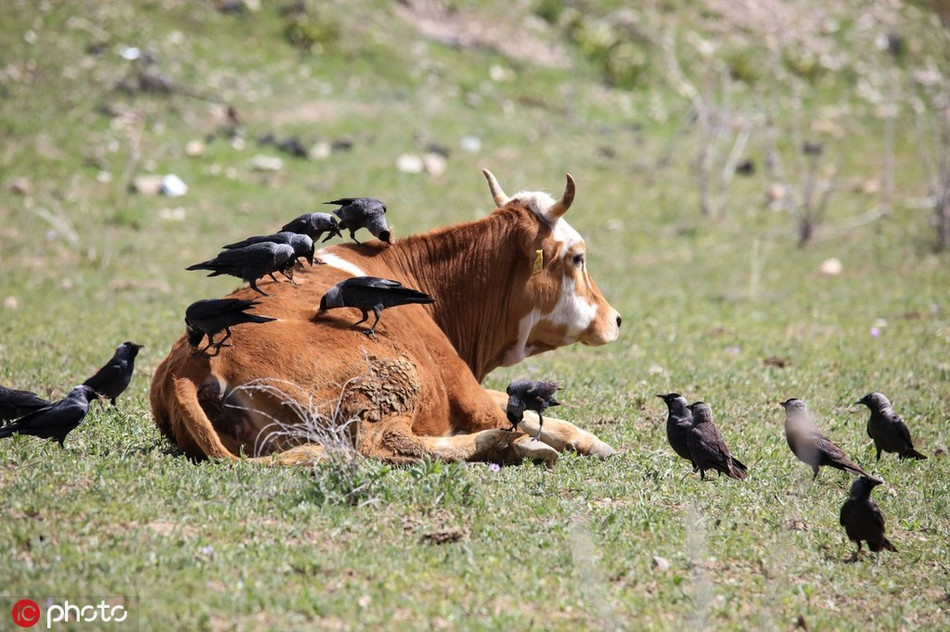 Bo sua chan doi, mac dan qua lam vuong lam tuong-Hinh-3
