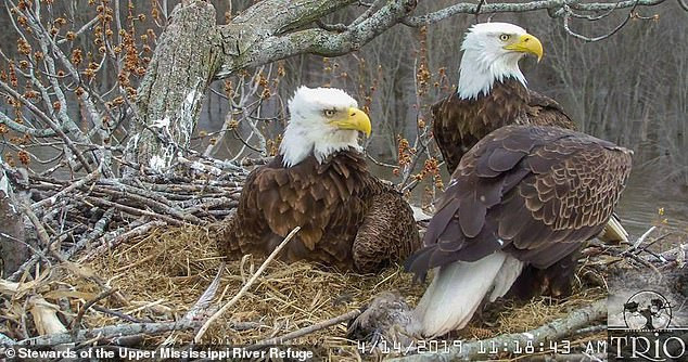 Thức ăn trong tổ luôn đầy đủ cho tất cả các thành viên, chưa bao giờ là vấn đề cần phải chăm lo.