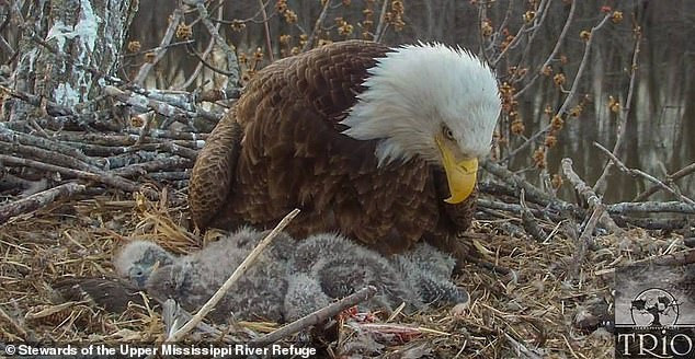 Được biết, con đại bàng mái đã giao phối cùng lúc với cả hai con đại bàng trống, sau đó chúng sống và nuôi dưỡng con cái cùng nhau. Cả ba con đại bàng này có khả năng sẽ tiếp tục sống cùng nhau và nuôi dạy con cái trong tương lai.