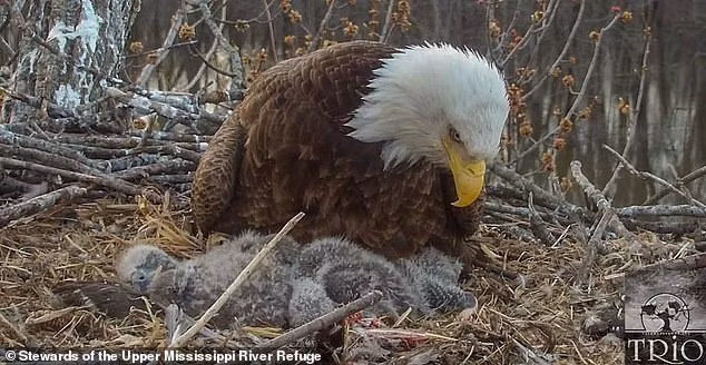 Được biết, con đại bàng mái đã giao phối cùng lúc với cả hai con đại bàng trống, sau đó chúng sống và nuôi dưỡng con cái cùng nhau. Cả ba con đại bàng này có khả năng sẽ tiếp tục sống cùng nhau và nuôi dạy con cái trong tương lai.