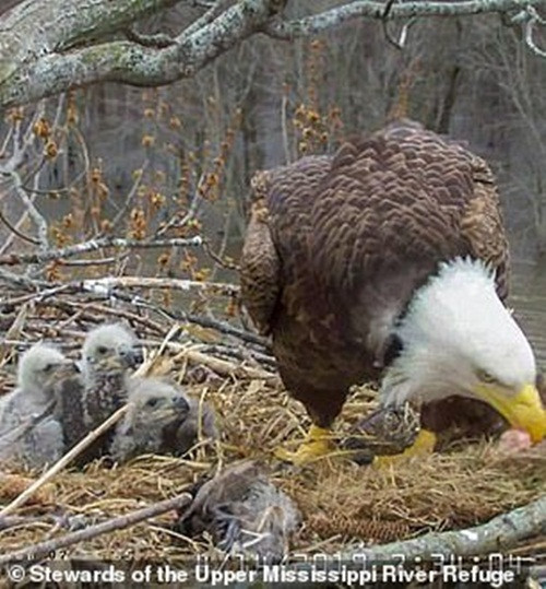 Theo thông tin đăng tải, ba con đại bàng thay phiên nhau cho chim non ăn, thi thoảng chúng cũng tỉa tót lại tổ cho gọn gàng, sạch sẽ. Trong khi đó thì những con còn lại sẽ đi kiếm ăn, săn mồi.
