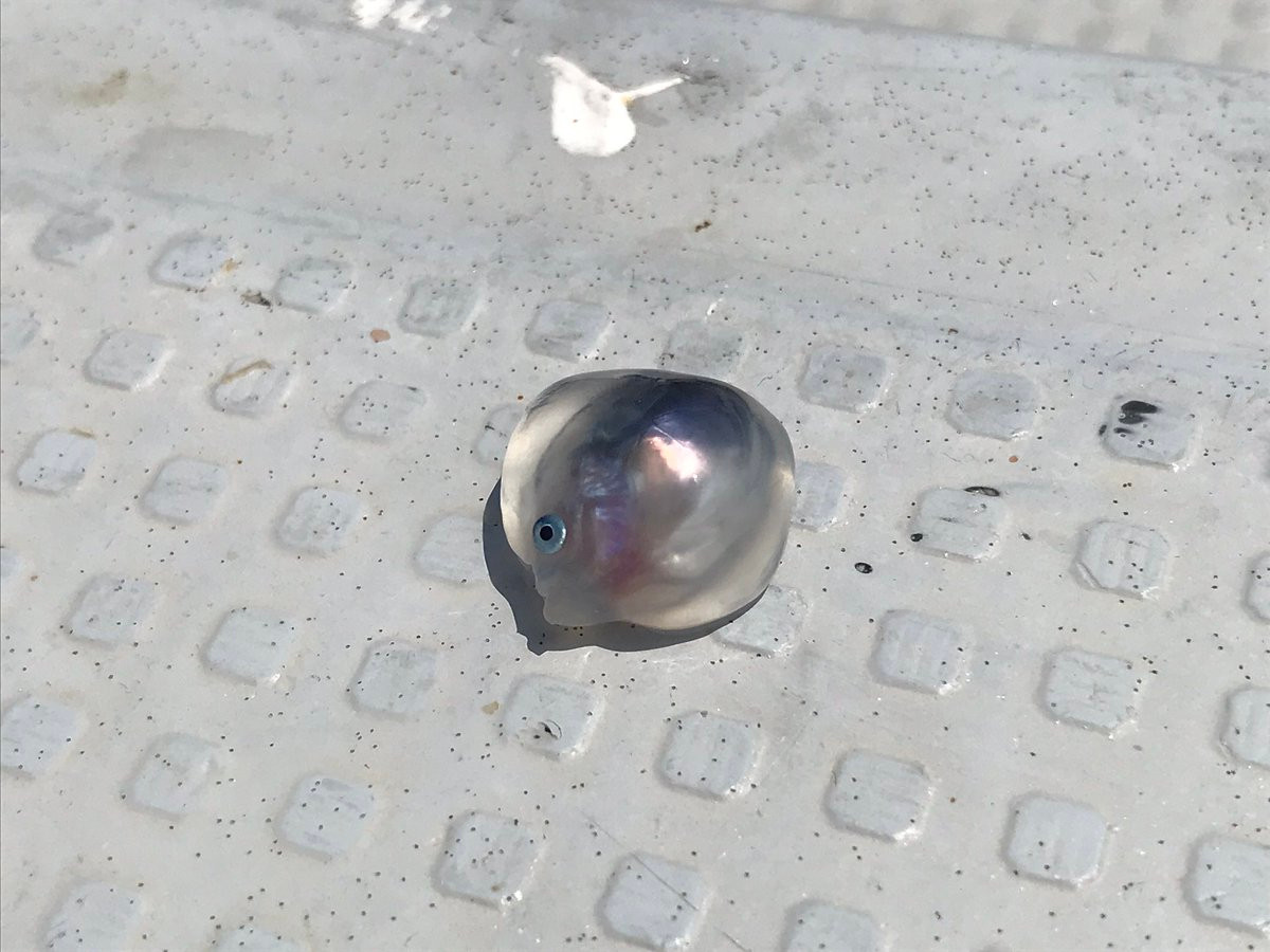 Chẳng ngờ, khi vừa cắt đôi con mực, anh Suzuki phát hiện trong cơ thể của con mực chứa một số loại cá nhỏ, trong đó có một con cá trong suốt vô cùng kỳ lạ.