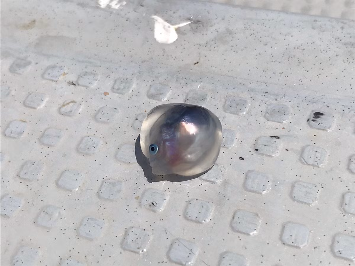 Chẳng ngờ, khi vừa cắt đôi con mực, anh Suzuki phát hiện trong cơ thể của con mực chứa một số loại cá nhỏ, trong đó có một con cá trong suốt vô cùng kỳ lạ.