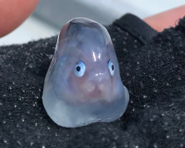 Ngoài dự kiến, bài đăng của anh Suzuki nhận được đông đảo sự quan tâm, chú ý của mọi người, thu hút nhiều bình luận.