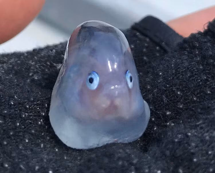 Ngoài dự kiến, bài đăng của anh Suzuki nhận được đông đảo sự quan tâm, chú ý của mọi người, thu hút nhiều bình luận.