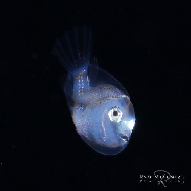 Con cá trong suốt pha màu tím hồng nhợt nhạt. Mới nhìn qua, con cá này hệt như một miếng thạch, chẳng khác nào những con cá nhỏ trong bộ phim hoạt hình nổi tiếng "Ponyo trên vách đá".