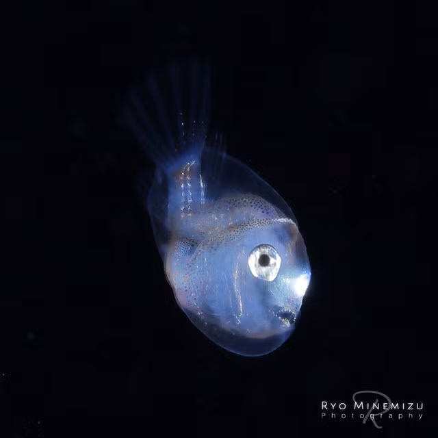 Con cá trong suốt pha màu tím hồng nhợt nhạt. Mới nhìn qua, con cá này hệt như một miếng thạch, chẳng khác nào những con cá nhỏ trong bộ phim hoạt hình nổi tiếng "Ponyo trên vách đá".