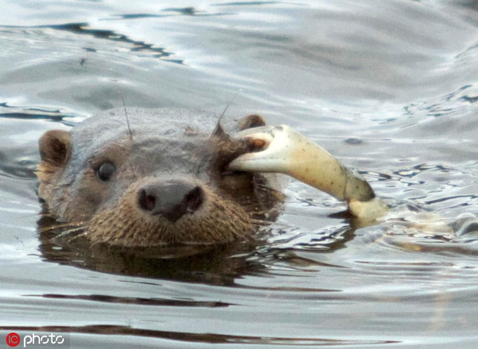 Theo tìm hiểu, rái cá có tên khoa học là Lutrinae, một nhóm động vật có vú ăn thịt có thể sống dưới nước, phân bố khắp nơi trên thế giới trừ Bắc cực và Australia.