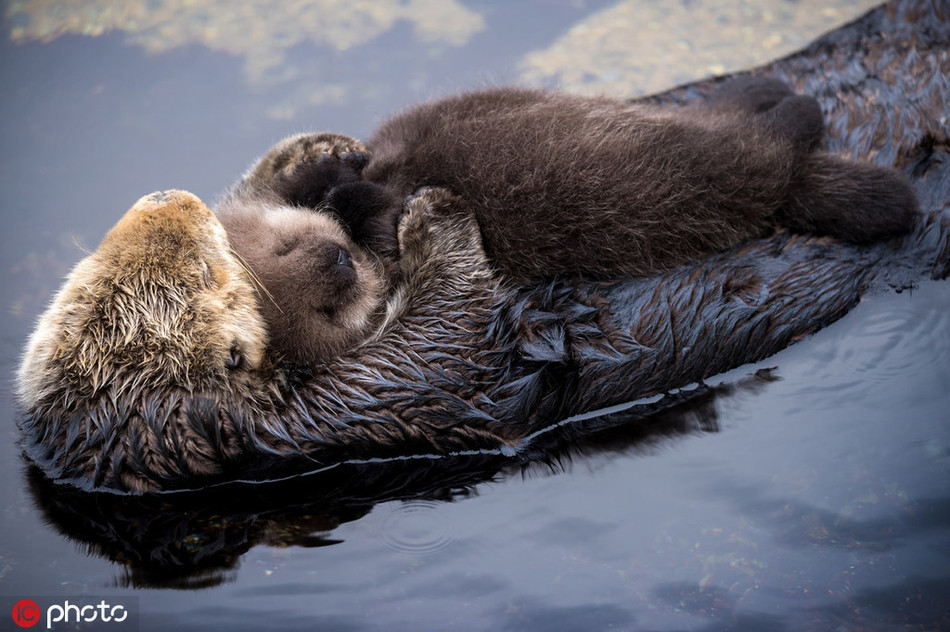 Thế nhưng, tính cách hung hăng, dữ tợn không thể che lấp đi một mặt cực kỳ dễ thương và thông minh của rái cá.