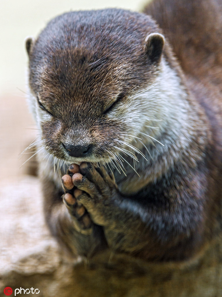 Giống như tinh tinh, rái cá có thể tự chế các vật dụng khác nhau để sử dụng. Chúng cũng là một trong những loài biết dùng đá đập vỡ vỏ trai, một kỹ năng cần dùng tư duy rất hiếm gặp ở các loài động vật.