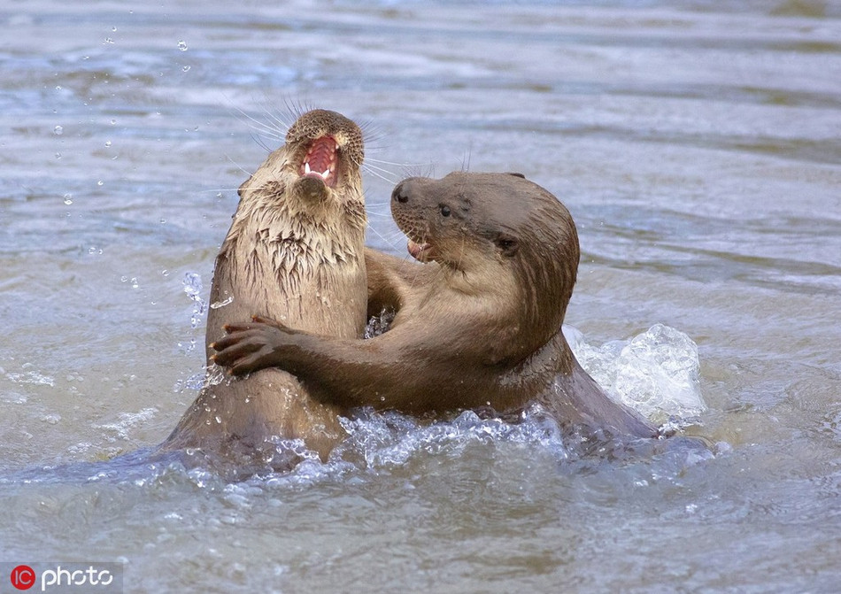 Chúng có thể lặn dưới nước trong vòng 4 phút, sâu tới 100m để kiếm thức ăn. Bộ lông của rái cá cũng giúp giữ ấm cơ thể một cách tuyệt vời.