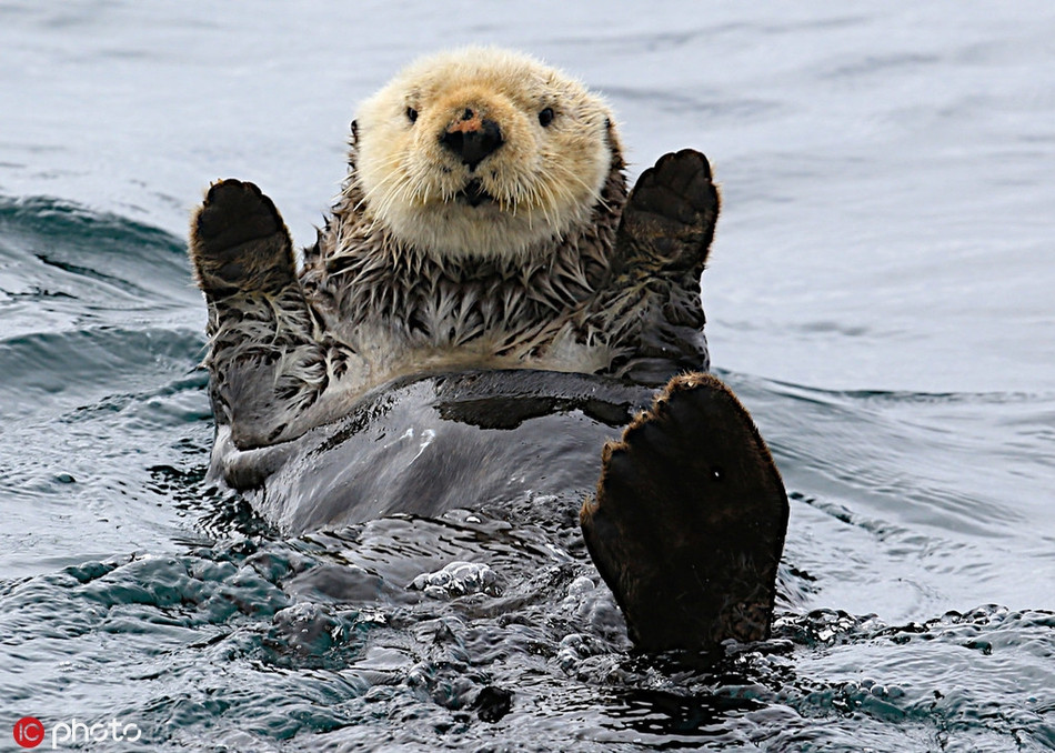 Rái cá cũng được đánh giá là một trong những loài động vật thông minh nhất thế giới.