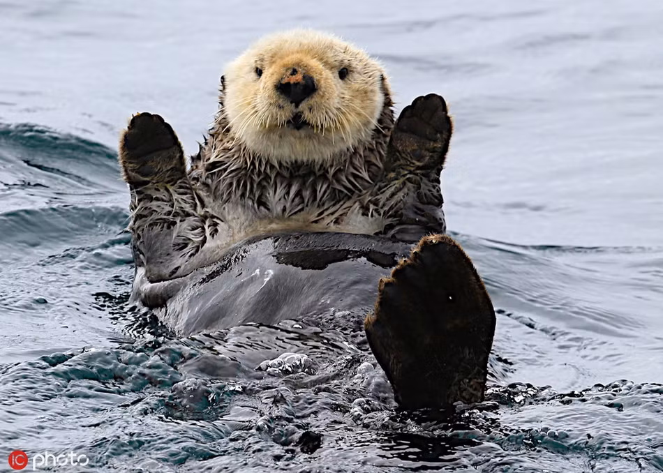 Rái cá cũng được đánh giá là một trong những loài động vật thông minh nhất thế giới.