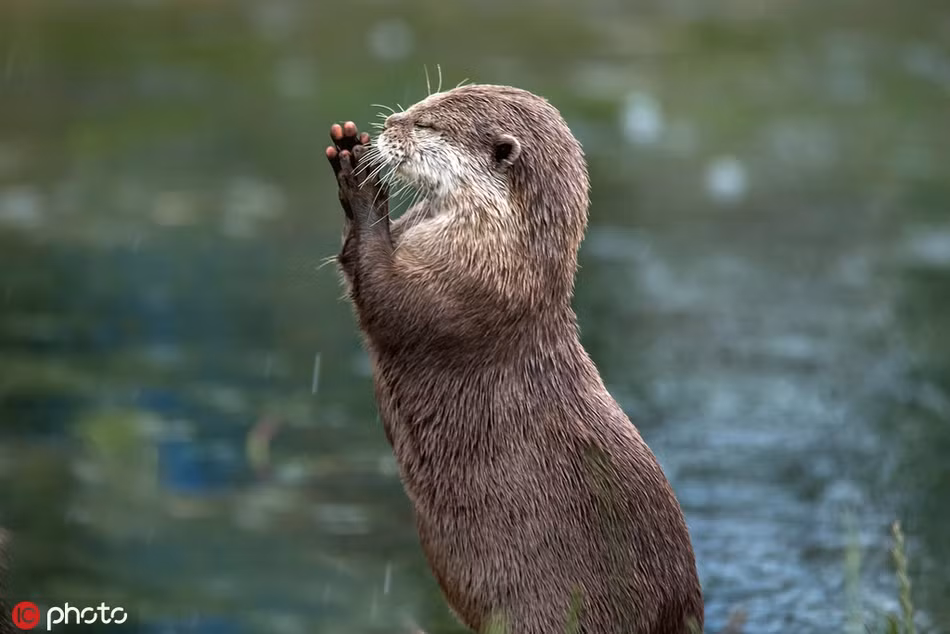 Rái cá vươn mình, nhắm mắt đứng chắp tay bên cạnh nơi mình sống. Dường như nó đang cầu mong lần đi săn này sẽ bắt được nhiều mồi ngon.