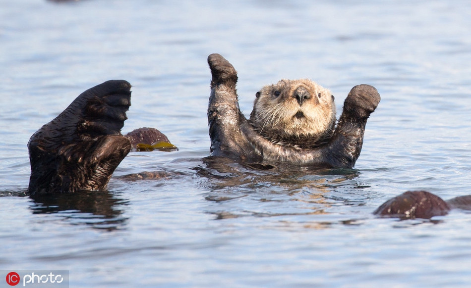 Nhiều nhà nghiên cứu cũng đánh giá cao khả năng quan sát, học hỏi và bắt chước của rái cá.
