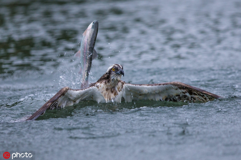Không những để tuột con mồi đã dâng đến tận miệng, con ưng biển này còn bị chính con mồi của mình châm biếm. Hình ảnh con cá phóng người lên cao như để thể hiện chiến thắng tuyệt đối của mình khiến nhiều người không khỏi ngạc nhiên, thích thú.