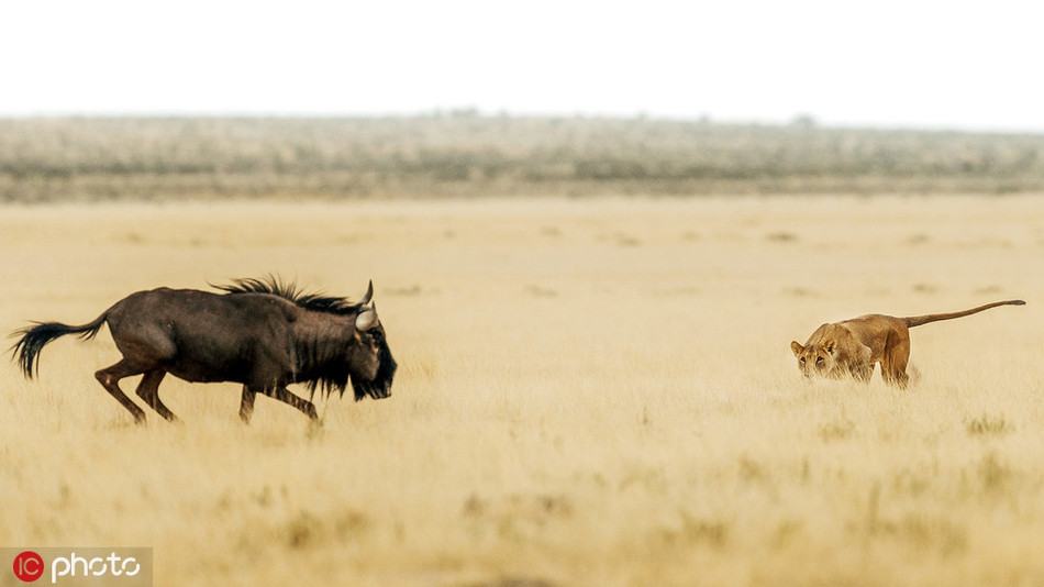 Có lẽ do đi săn đơn độc, không có sự phối hợp của những thành viên khác, sư tử cái đành ngậm cay nuốt đắng để linh dương đầu bò trốn thoát.