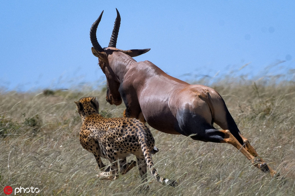 Trong khoảnh khắc cuối cùng giữa sự sống và cái chết, con linh dương này đã bứt tốc thành công, trốn thoát khỏi sự truy đuổi gắt gao của báo đốm, khiến báo đốm cực kỳ hậm hực vì đã săn hụt trong chớp mắt.