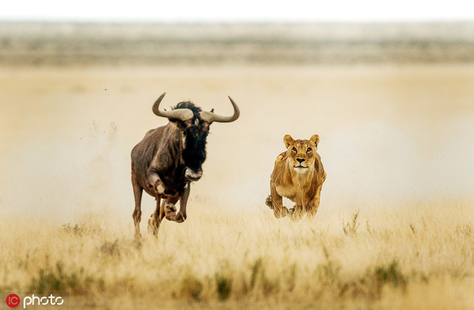 Sắp đuổi được linh dương đầu bò thì vô tình bị vấp, sư tử cái để vuột mất con mồi ngay trước mắt một cách vô cùng đáng tiếc.