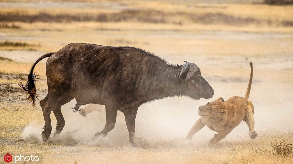 Ở một diễn biến khác, mặc dù đi săn có tổ chức, có sự giúp đỡ từ những thành viên khác trong đàn, sư tử vẫn không thể săn giết nổi trâu rừng quá khỏe và dày dặn kinh nghiệm chiến đấu.