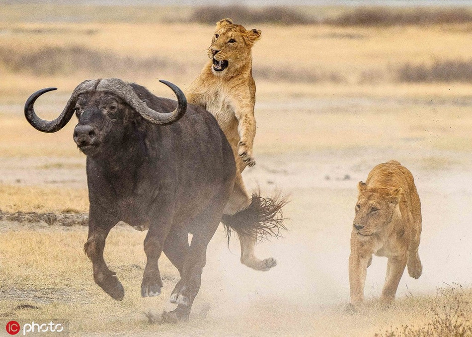 Trong ảnh là khoảnh khắc anh em sư tử đã nỗ lực hết sức nhưng vẫn để tuột con mồi khủng.