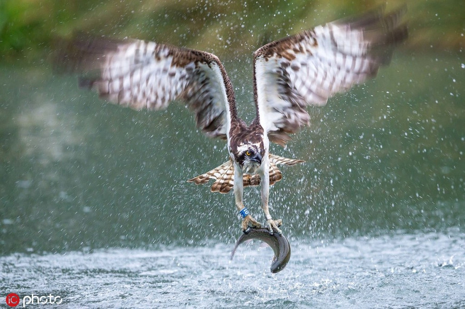 Trong ảnh là khoảnh khắc một con ưng biển để tuột con cá tươi ngon khỏi móng vuốt. Đây chắc chắn là một trong những lần săn hụt đáng tiếc nhất của loài động vật hoang dã.