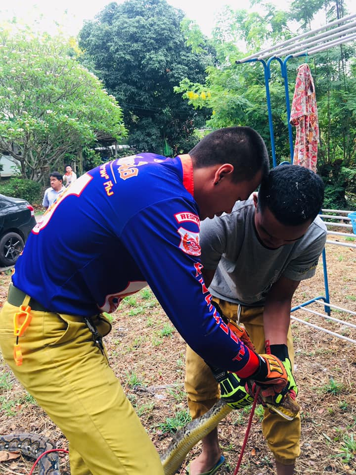 Khi cảnh sát và chuyên gia bắt rắn tới hiện trường, con trăn khổng lồ vẫn cố thủ trên trần nhà, không chịu rời đi.