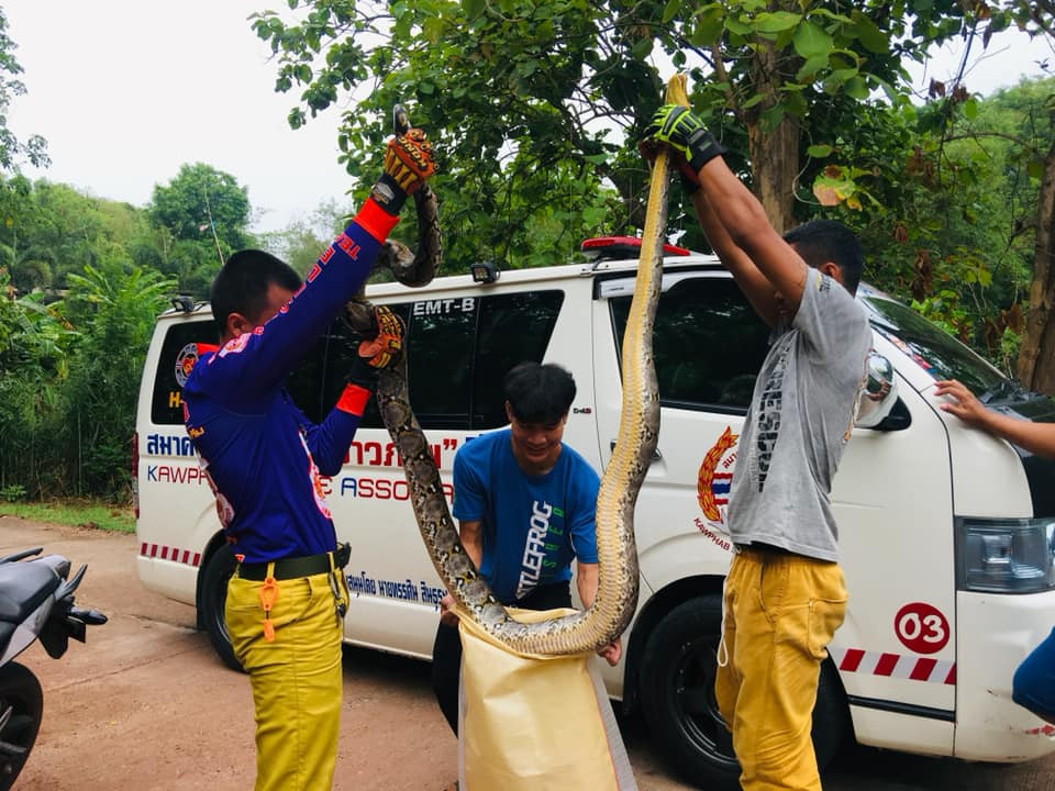 Được biết, sau khi bị bắt, con trăn khổng lồ dài tới 4m, nặng 40kg đã được cảnh sát mang đi phóng sinh tại một nơi hoang vắng, cách xa khu dân cư.