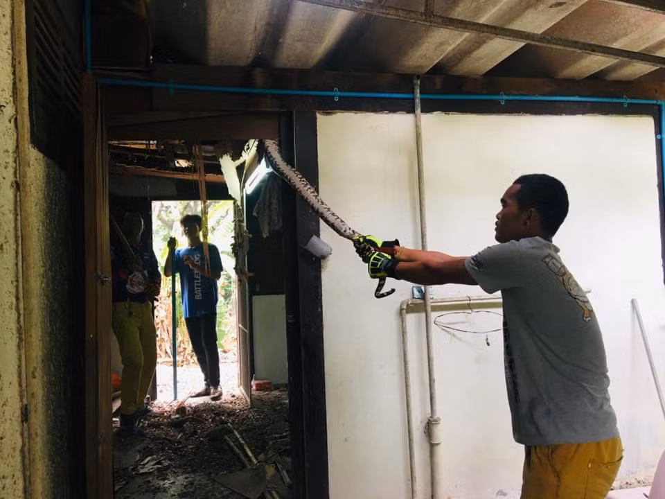 Vài ngày sau, trong lúc dọn dẹp, anh phát hiện một con trăn khổng lồ đang ẩn nấp trên trần nhà, chăm chú theo dõi 4 con mèo còn lại. Hóa ra, con trăn khổng lồ đã lẻn vào nhà và săn giết mèo cưng của anh Anek, hiện tại đói bụng nó quay trở lại và tiếp tục săn mồi.