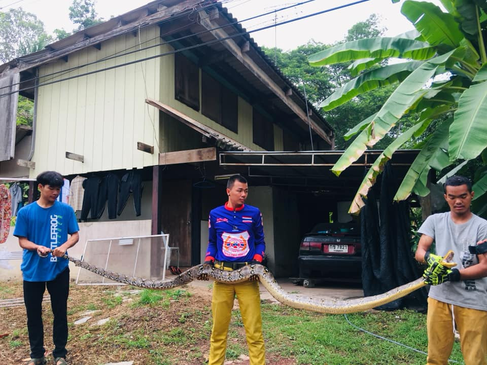 Cảnh sát và con trăn đã có một cuộc trạm chán dữ dội. Đầu tiên, cảnh sát phá một phần trần nhà để ép con trăn khổng lồ phải chui ra ngoài. Thế nhưng vì con trăn quá xảo quyệt, tốc độ lại nhanh, cuối cùng cảnh sát phải dỡ bỏ một gian phòng để truy đuổi nó.