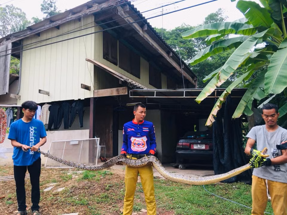 Cảnh sát và con trăn đã có một cuộc trạm chán dữ dội. Đầu tiên, cảnh sát phá một phần trần nhà để ép con trăn khổng lồ phải chui ra ngoài. Thế nhưng vì con trăn quá xảo quyệt, tốc độ lại nhanh, cuối cùng cảnh sát phải dỡ bỏ một gian phòng để truy đuổi nó.