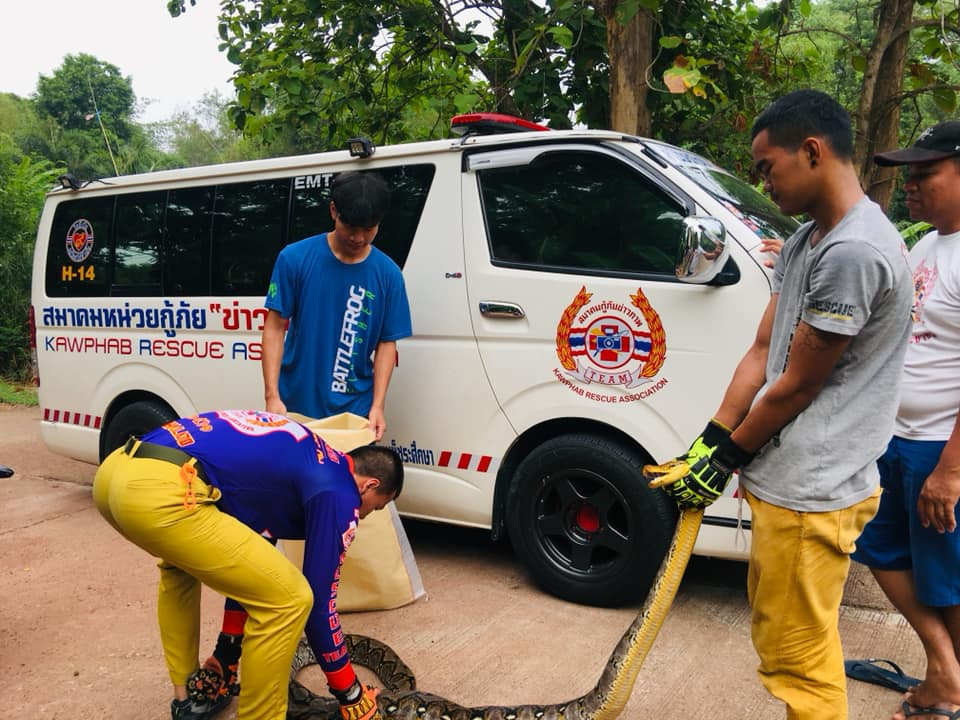 Sau nửa tiếng đồng hồ, cảnh sát cũng tóm được đuôi con trăn. Chẳng ngờ, sức của con trăn quá mạnh mẽ, cuối cùng cảnh sát phải leo lên trần nhà, trực tiếp chiến đấu với nó. Kết quả, sau hơn một tiếng đồng hồ đấu sức, đấu trí, con trăn khổng lồ hung dữ cũng bị bắt.