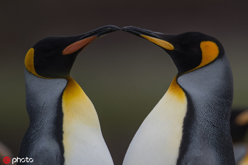 Anh hiem vo chong chim canh cut tron con di 