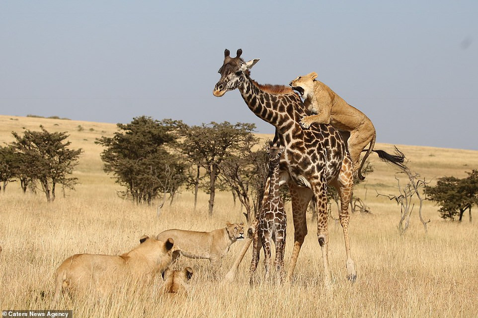 Nhiếp ảnh gia James Nampaso cho biết, đây là trải nghiệm đặc biệt mà trong suốt 12 năm hành nghề anh chưa từng được thấy trước đây.