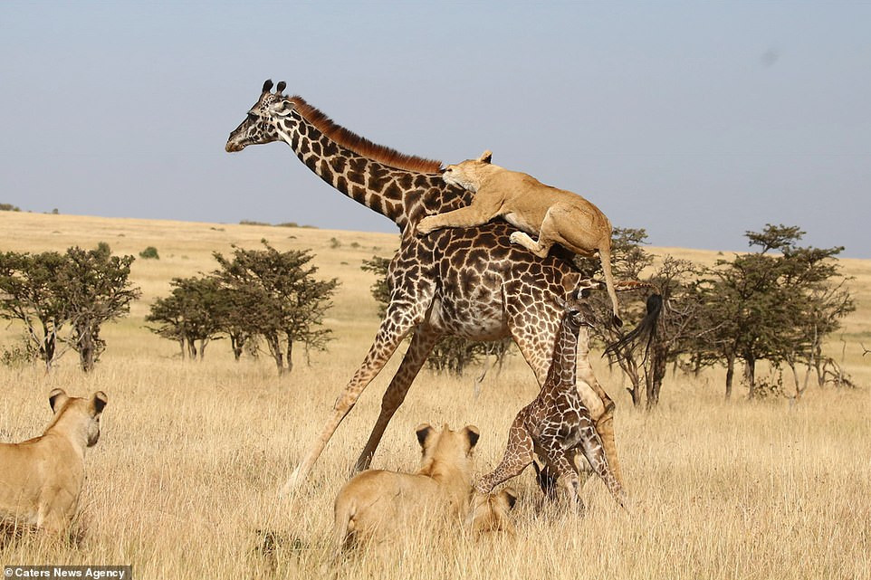 Có thời điểm, hươu cao cổ mẹ bị một con sư tử nhảy lên lưng cắn xé nhưng với sức mạnh kinh người, hươu cao cổ đã hất được sư tử văng khỏi lưng mình và tiếp tục chiến đấu. Đáng buồn thay, cuối cùng những con sư tử cũng xoay sở được cách tách hươu mẹ ra khỏi hươu con.