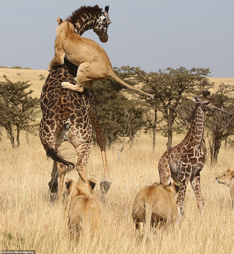 Khi bị tấn công, hươu cao cổ mẹ đã vô cùng dũng cảm, nó nỗ lực bảo vệ con mình bằng cách liên tục đá vào những con sư tử đồng thời luôn bên cạnh che chở cho hươu cao cổ con.