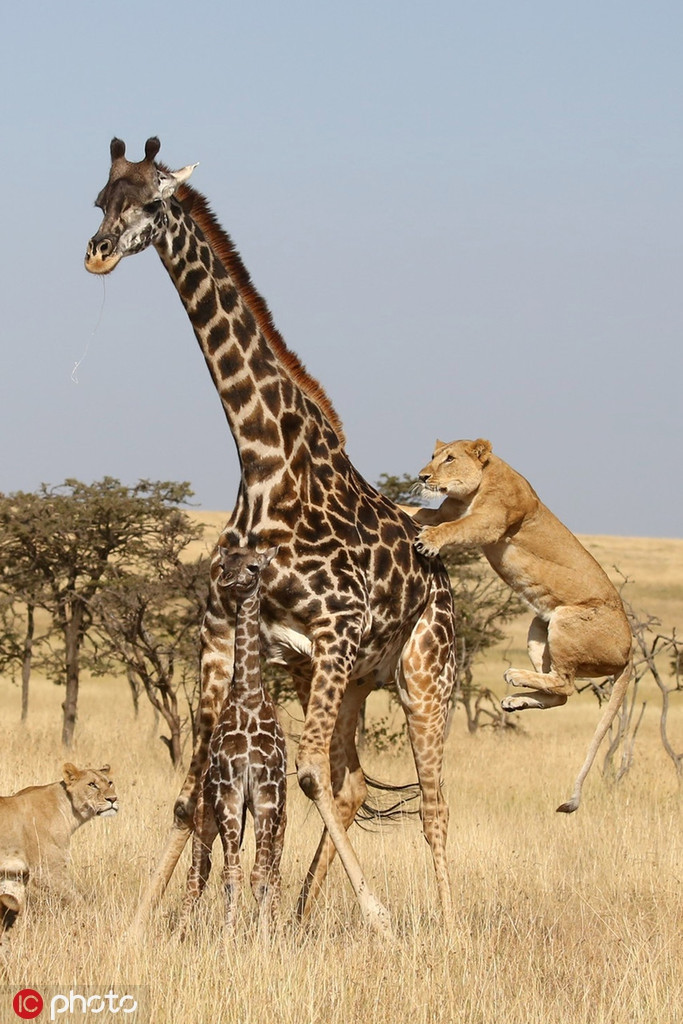 Theo thông tin đăng tải, mẹ con hươu cao cổ bị đàn sư tử phục kích và tấn công khi đang lang thang kiếm ăn cùng nhau.