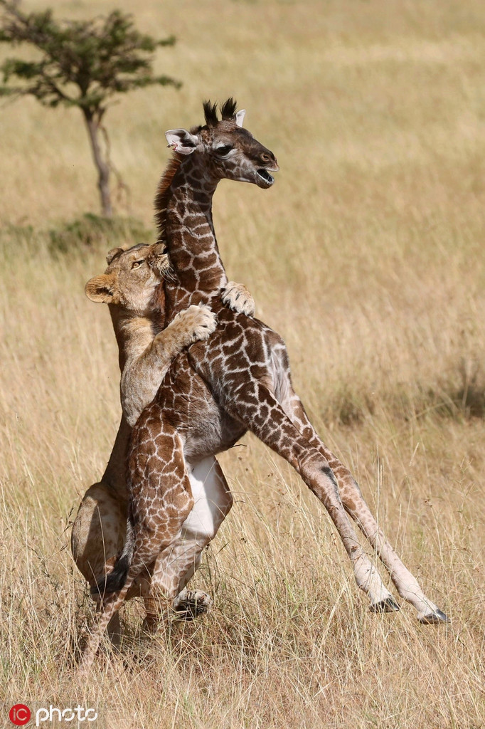 Tiếng kêu thảm thiết cuối cùng của hươu cao cổ con trước khi bị đàn sư tử quật ngã và giết chết khiến hươu cao cổ mẹ vô cùng đau đớn, khổ sở.
