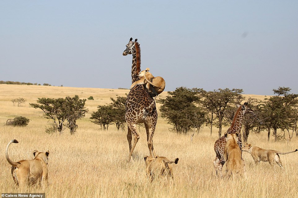 Những con sư tử vây quanh mẹ con hươu cao cổ và thể hiện quyết tâm cực cao trong màn đi săn này. Chúng thậm chí còn cố gắng giết cả hươu mẹ lẫn hươu con.