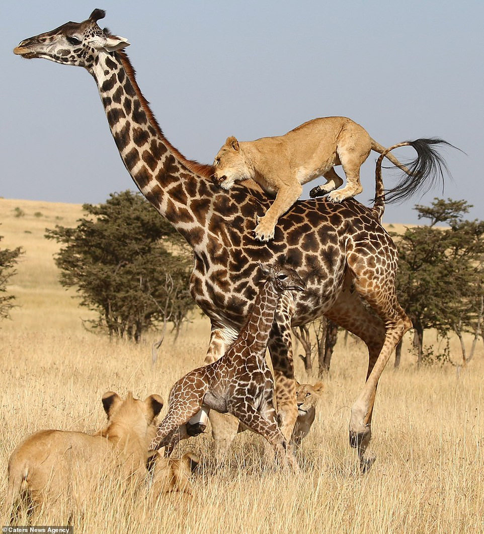 Đáng tiếc, bất chấp những cố gắng của hươu cao cổ mẹ, những con sư tử trưởng thành, dày dặn kinh nghiệm vẫn tìm được cách tách hươu cao cổ mẹ ra khỏi con mình.